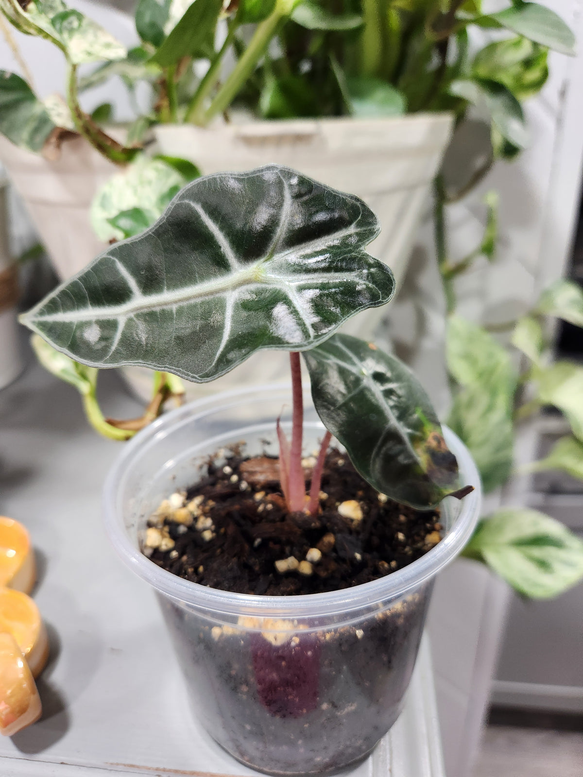 Alocasia Polly " African Mask"