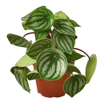 6 in Peperomia Watermelon