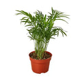 4 in Parlor Palm