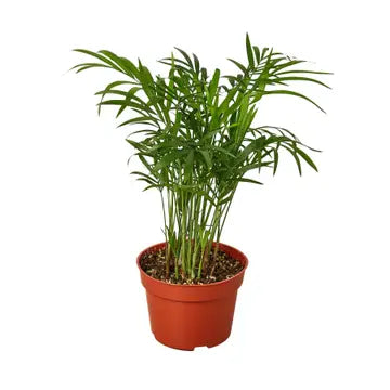 4 in Parlor Palm