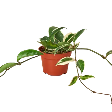 4 in Hoya Carnosa "krimson queen"