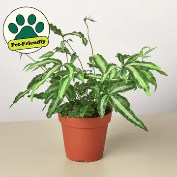 4 in Pteris Cretica "albo fern"