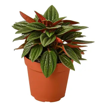 Peperomia "rosso"