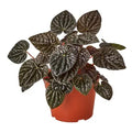 4 in Peperomia "ripple red"