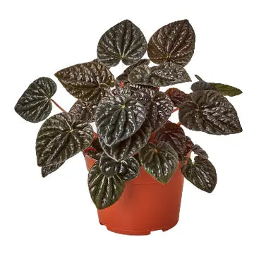 4 in Peperomia "ripple red"