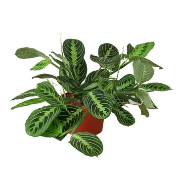 4 in Maranta "lemon lime"