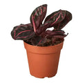 4 in Calathea "dottie"