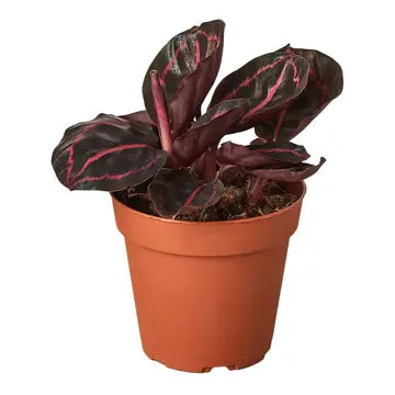 4 in Calathea "dottie"