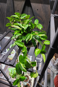Hoya Krimson Princess plant with green and cream leaves