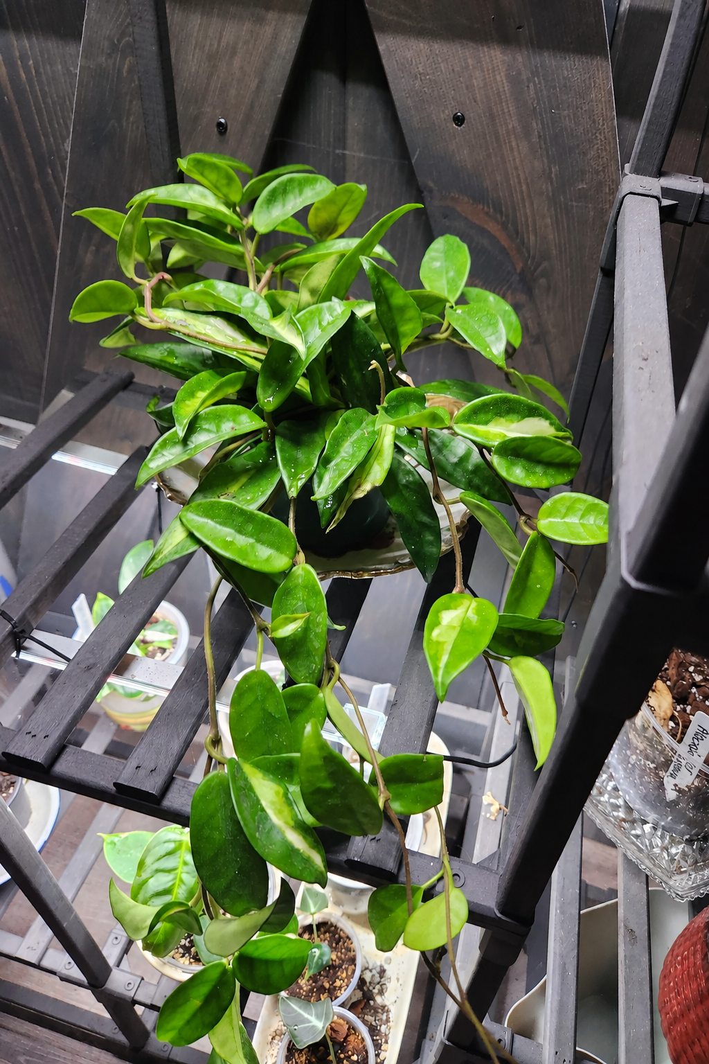 Hoya Krimson Princess plant with green and cream leaves