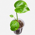 Monster Bulbasaur plant and pot with background removed