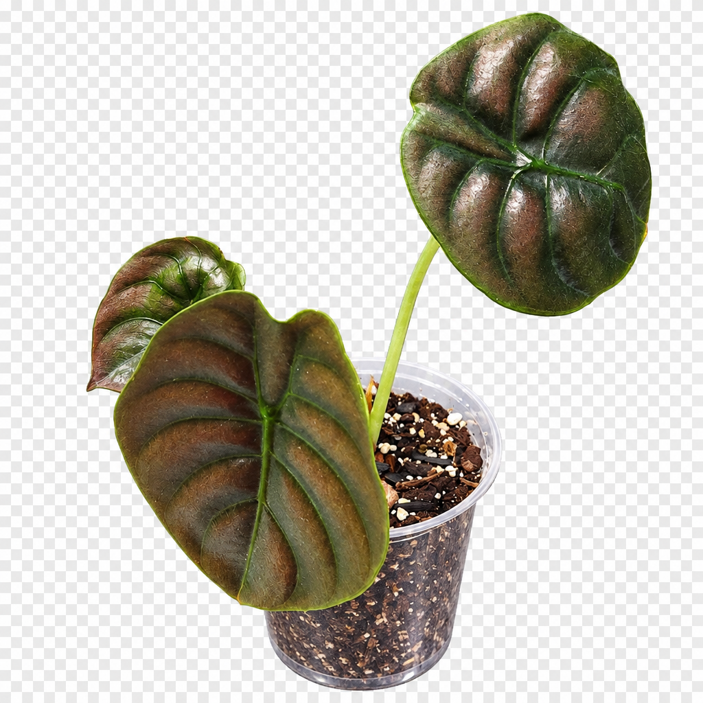 Rare Alocasia Cuprea Red Secret plant and pot with background removed