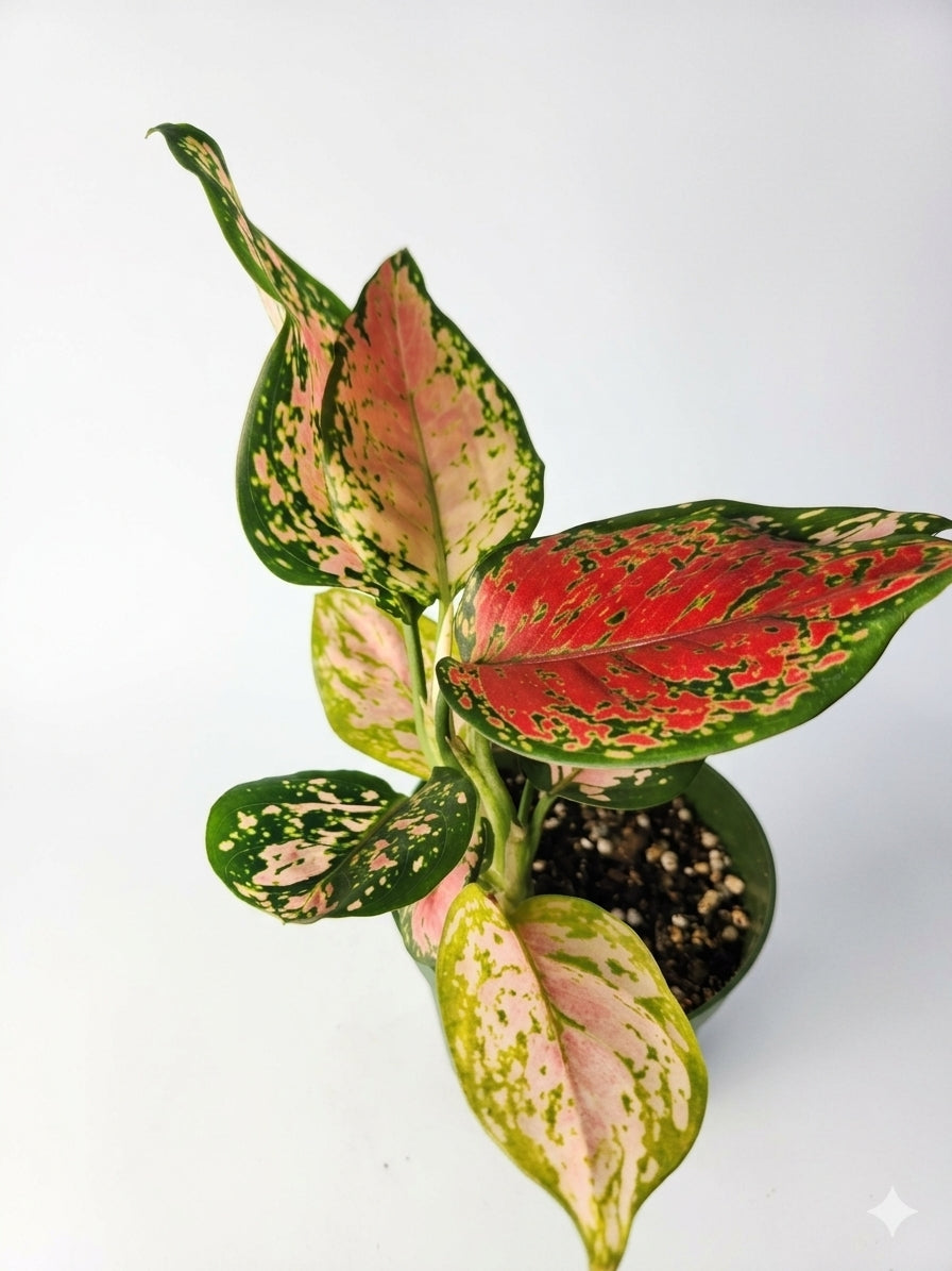 Aglonema red valentine