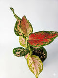 Aglonema red valentine