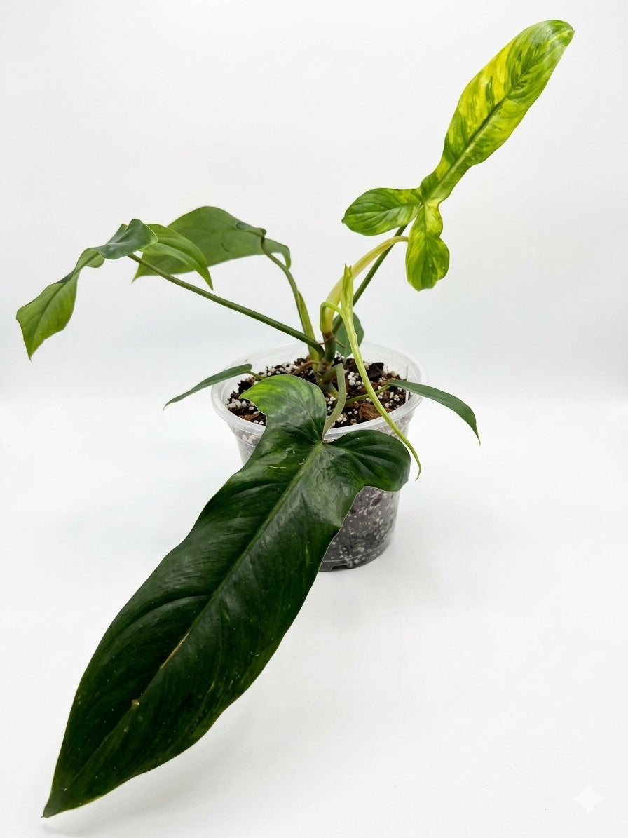 6 in. Philodendron Florida Green