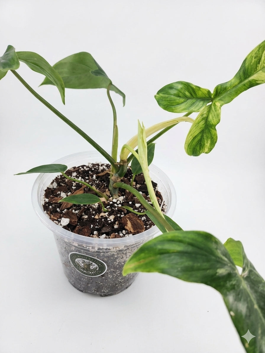 6 in. Philodendron Florida Green
