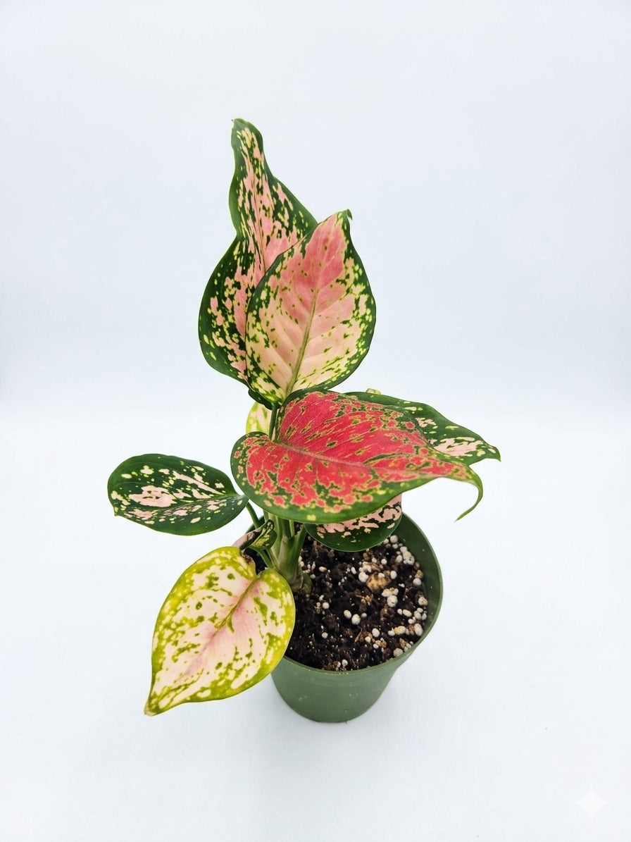 Aglonema red valentine