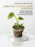 Monstera White Monster